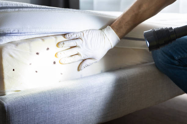 Best Rat Extermination Near Me  in Schenectady, NY